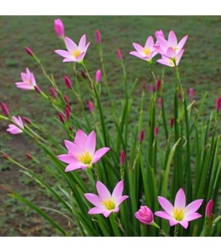 Amazon.com : Votaniki Yellow Rain Lily Bulbs - Perennial